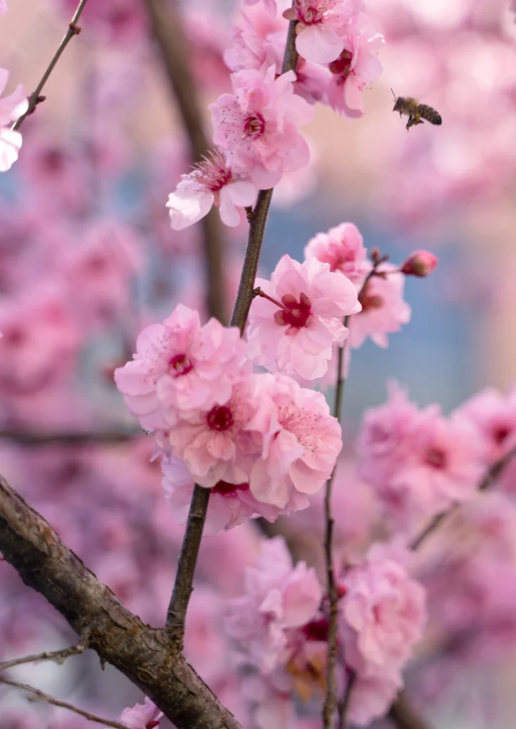 Sakura